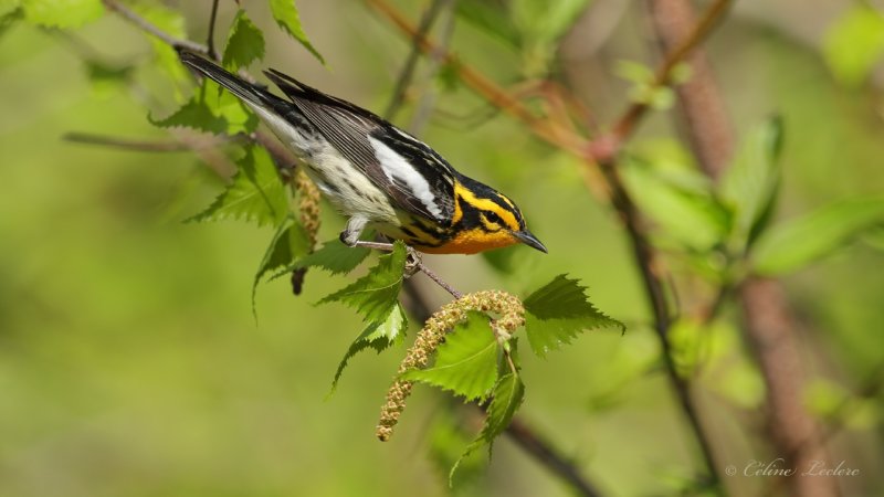 Paruline  gorge orange Y3A8574 - Blackburnian Warbler