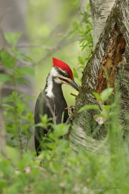 Grand Pic Y3A9210 - Pileated Woodpecker