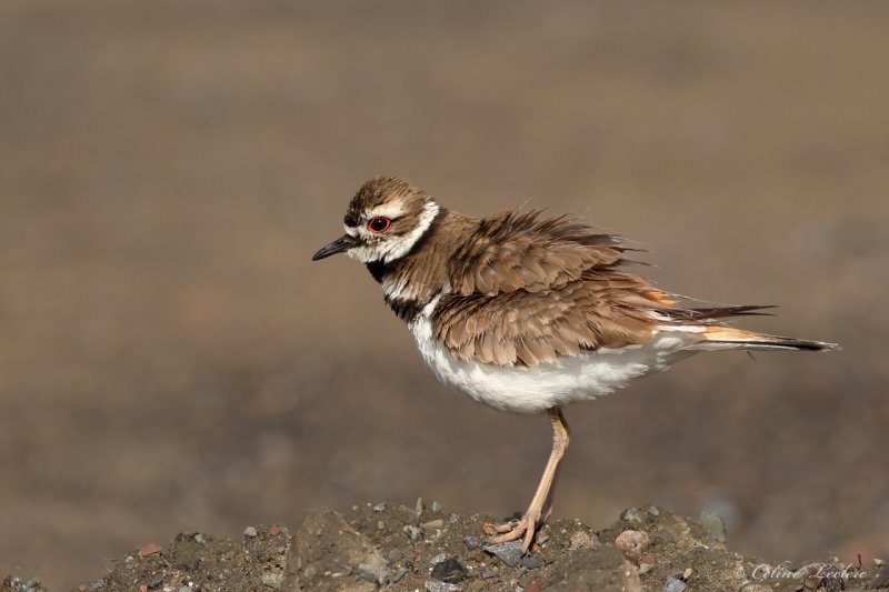 Pluvier kildir Y3A9736 - Killdeer