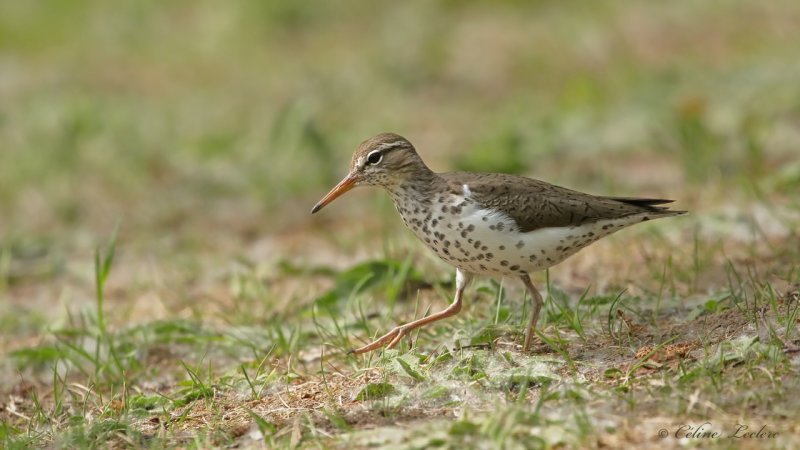 Chevalier grivel Y3A9393 - Spotted Sandpiper