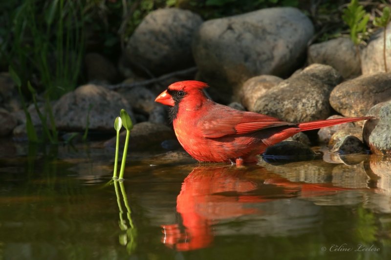 Cardinal rouge Y3A9421 - Northern Cardinal