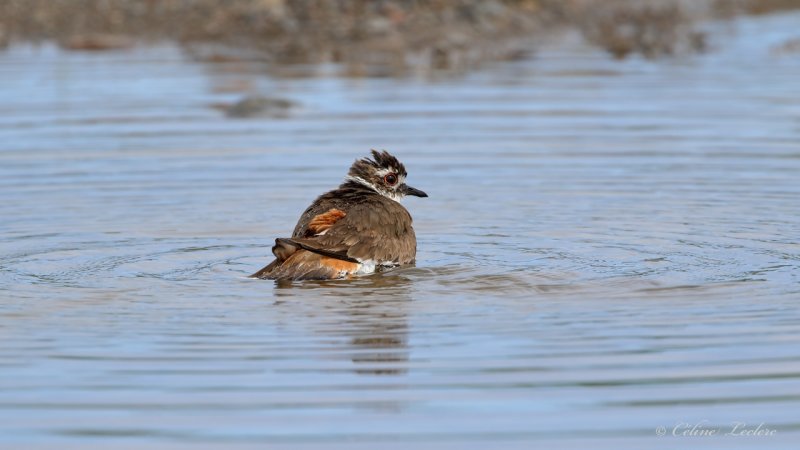 Pluvier kildir Y3A9974 - Killdeer