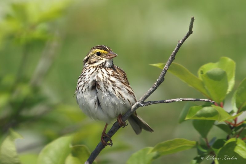 Bruant des prs Y3A0458 - Savannah Sparrow