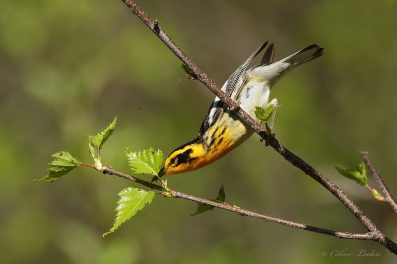 Paruline  gorge orange Y3A8659 - Blackburnian Warbler