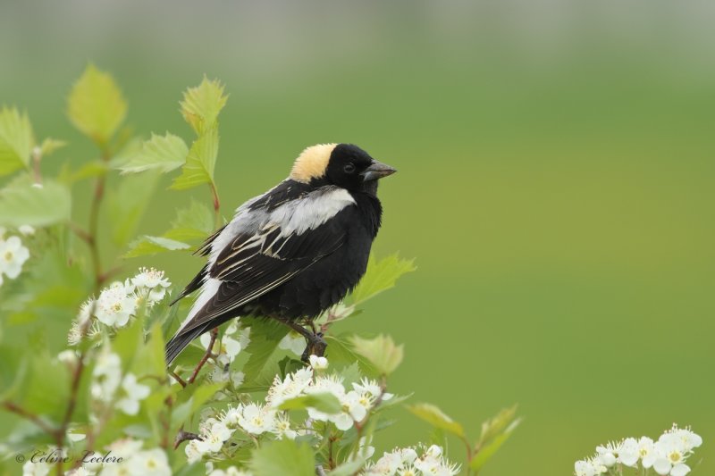 Goglu des prés Y3A9982 - Bobolink