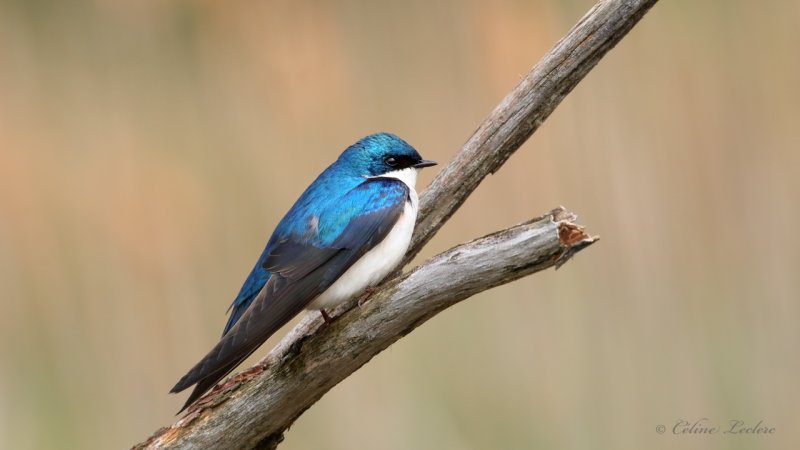 Hirondelle bicolore Y3A9854 - Tree Swallow