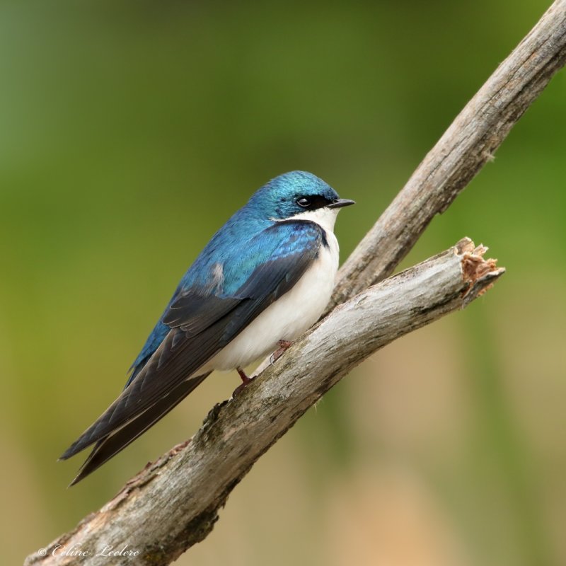 Hirondelle bicolore Y3A9876 - Tree Swallow