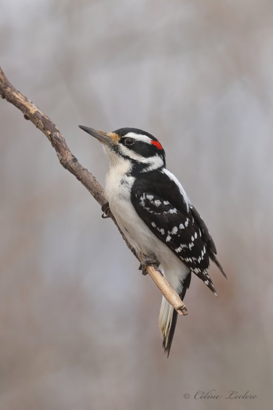 Pic chevelu Y3A7025 - Hairy Woodpecker