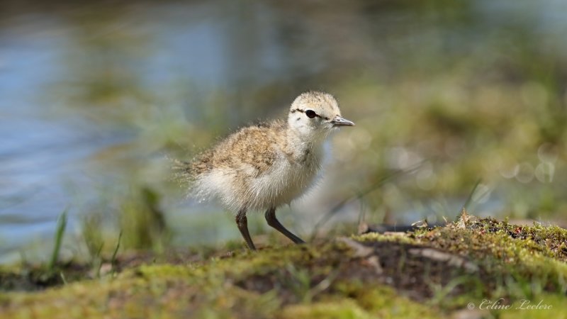 Chevalier grivel (poussin) Y3A1901 - Spotted Sandpiper chick