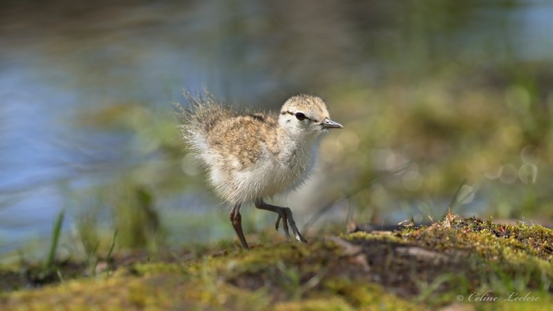 Chevalier grivel (poussin) Y3A1903 - Spotted Sandpiper chick