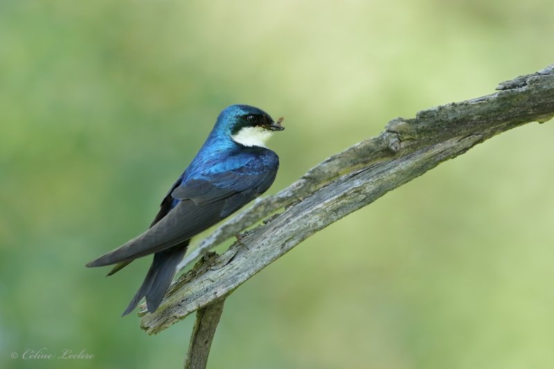 Hirondelle bicolore Y3A2257 - Tree Swallow