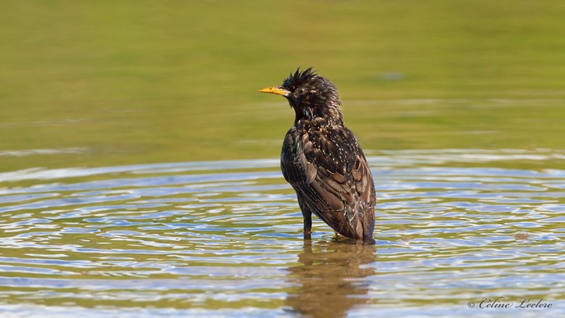 Étourneau sansonnet Y3A1624 - European Starling