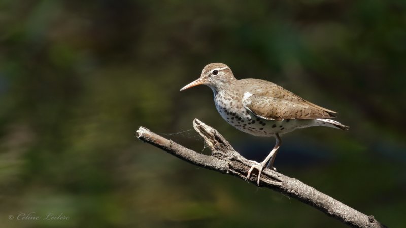 Chevalier grivel Y3A2019 - Spotted Sandpiper