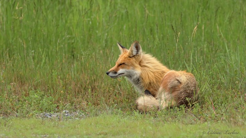 Renard roux Y3A2362 - Red fox