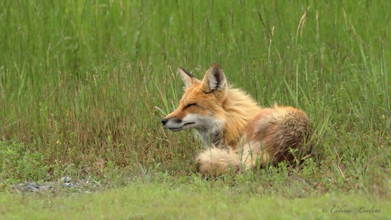 Renard roux Y3A2360 - Red fox
