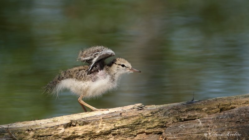 Chevalier grivel (poussin) Y3A2858 - Spotted Sandpiper chick