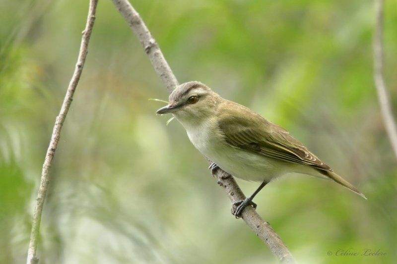 Viro aux yeux rouges Y3A2353 - Red-eyed Vireo