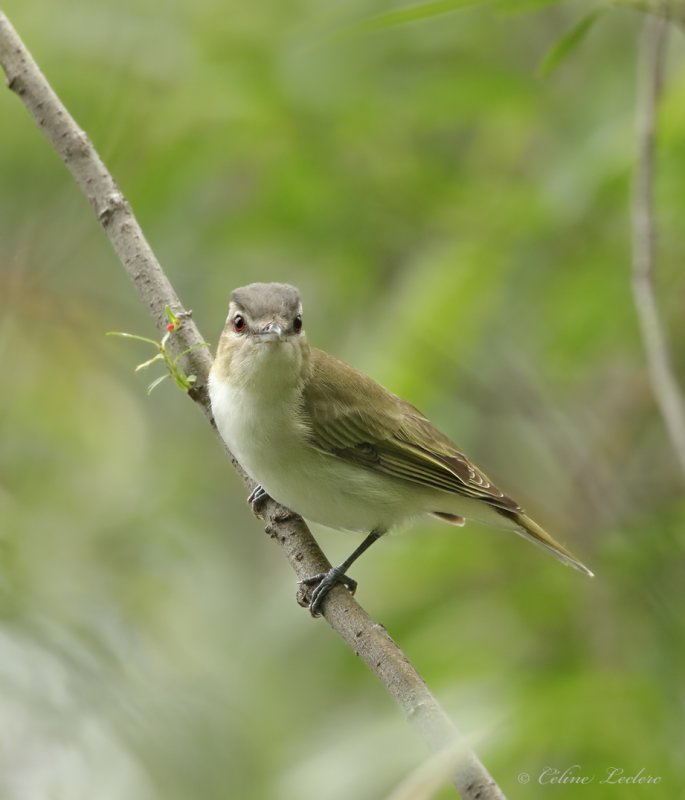 Viro aux yeux rouges Y3A2355 - Red-eyed Vireo