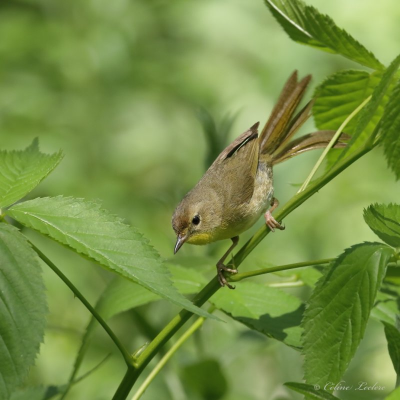 Paruline masque (F) Y3A3943 - Common Yellowthroat