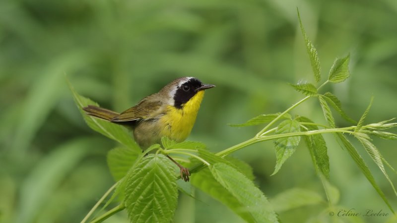 Paruline masquée (M) Y3A4079 - Common Yellowthroat