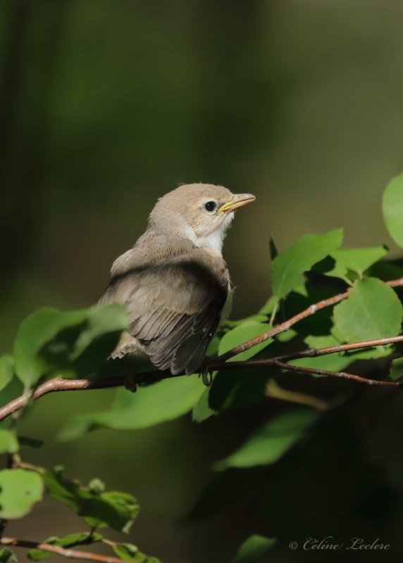 Viro aux yeux rouges (poussin) Y3A4312 - Red-eyed Vireo chick