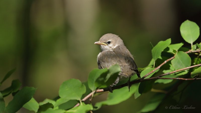 Viro aux yeux rouges (poussin) Y3A4308 - Red-eyed Vireo chick