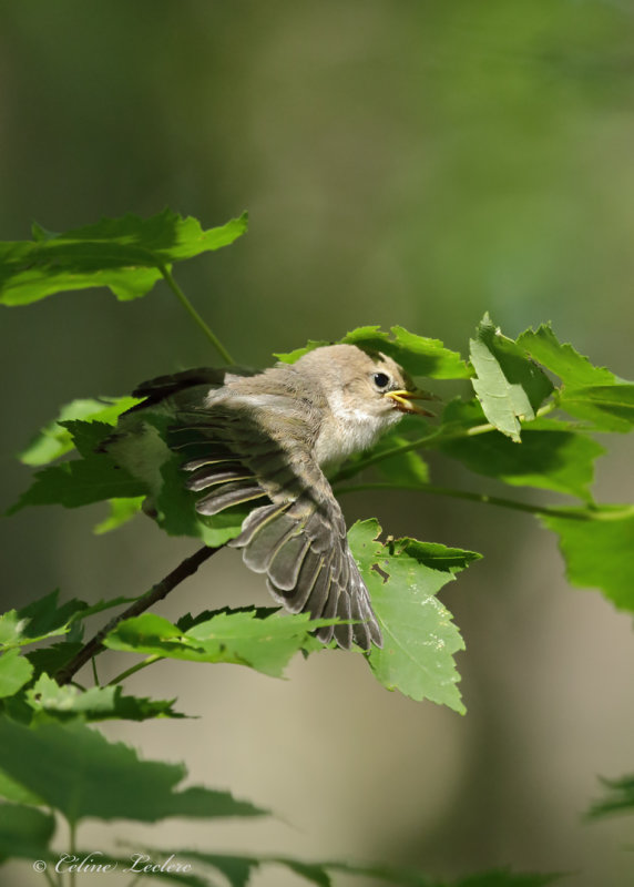 Viro aux yeux rouges (poussin) Y3A4334 - Red-eyed Vireo chick
