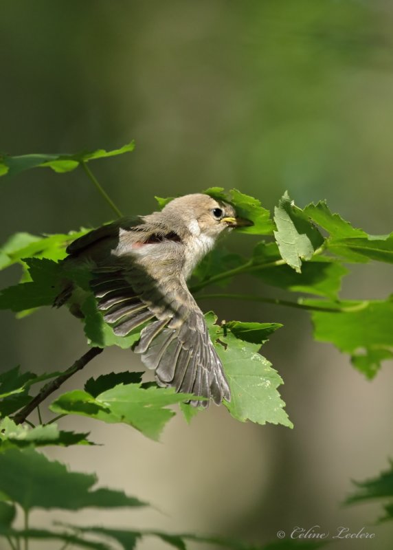 Viro aux yeux rouges (poussin) Y3A4333 - Red-eyed Vireo chick