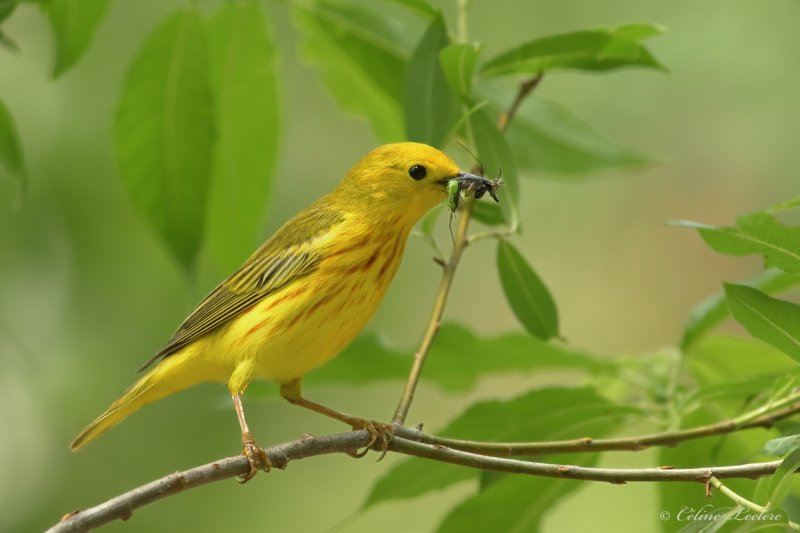 Paruline jaune Y3A2170 - Yellow Warbler