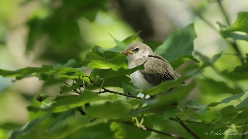 Viro aux yeux rouges (poussin) Y3A4529 - Red-eyed Vireo chick