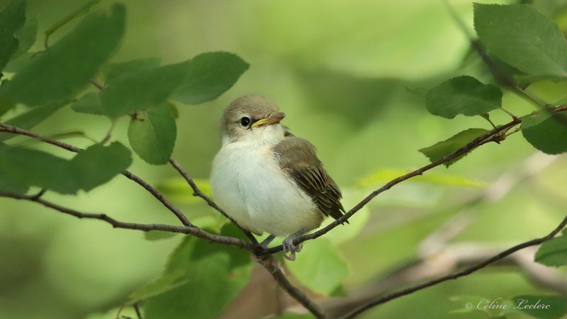Viro aux yeux rouges (poussin) Y3A4286 - Red-eyed Vireo chick