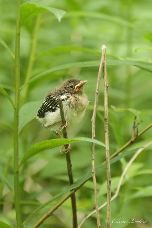 Paruline  flancs marron (poussin) Y3A4866 - Chestnut-sided Warbler young