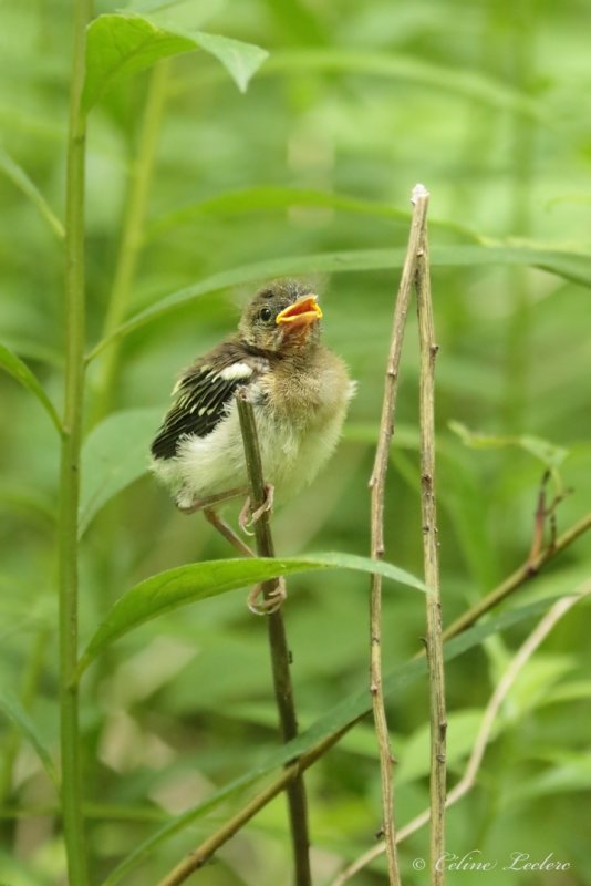 Paruline  flancs marron (poussin) Y3A4867 - Chestnut-sided Warbler young