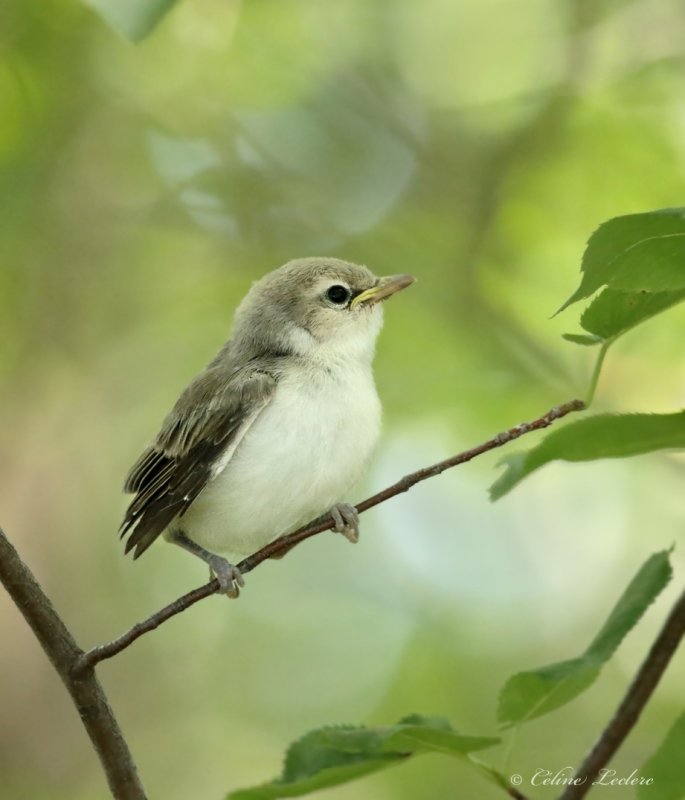 Viro aux yeux rouges (Juv) Y3A4322 - Red-eyed Vireo young