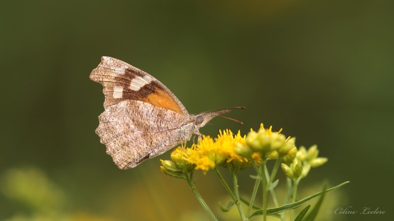 Papillon Longs-Palpes Y3A355 (Libytheana carinenta) - American snout