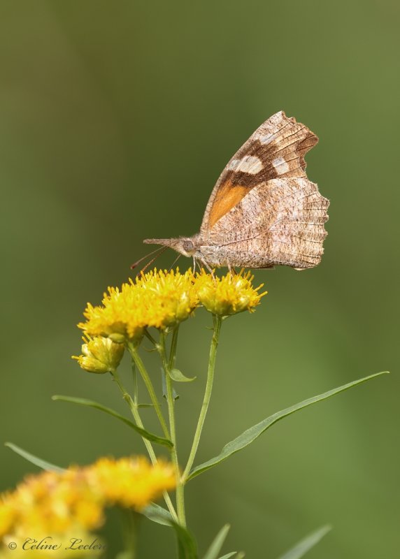 Papillon Longs-Palpes (Libytheana carinenta) Y3A7296 - American Snout 