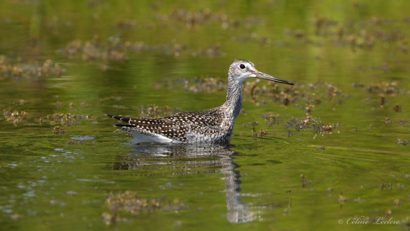 Grand Chevalier Y3A7472 - Greater Yellowlegs