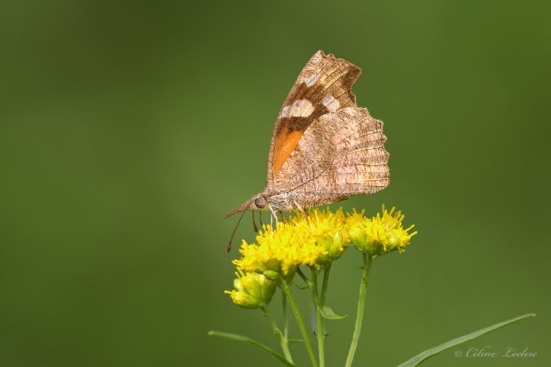 Papillon Longs-Palpes (Libytheana carinenta) Y3A7330 - American Snout 