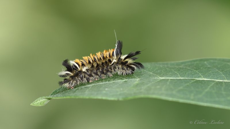 Chenille (Arctiide de l'asclpiade) Y3A8194 - Milkweed tussock caterpillar 