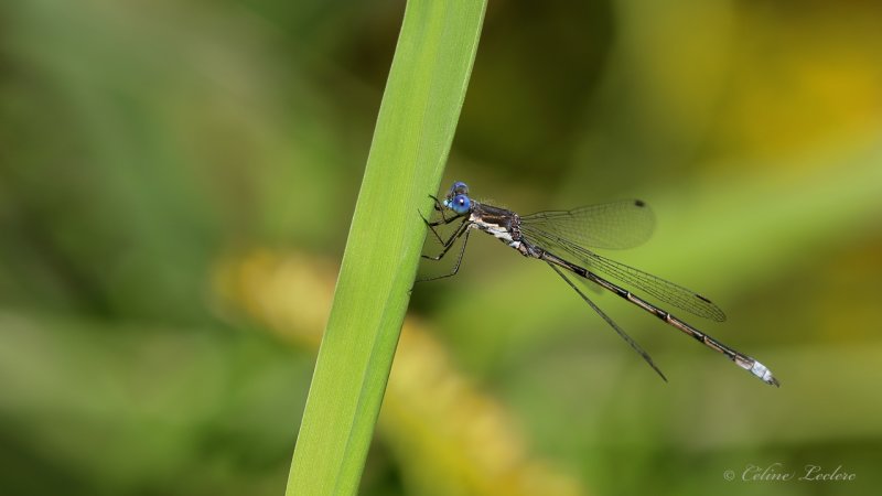 Leste tardif Y3A8476 - Spotted Spreadwing