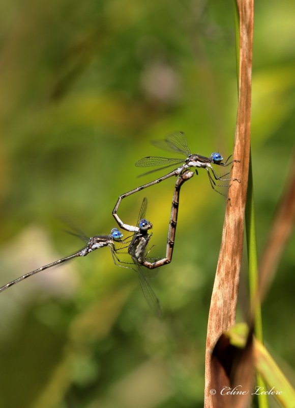 Leste tardif Y3A8525 - Spotted Spreadwing