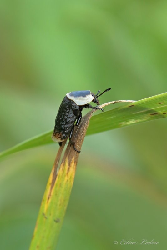 Silphe d'Amrique Y3A8678 - American Carrion Beetle