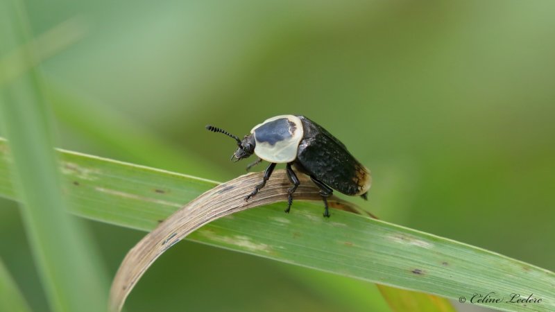 Silphe d'Amrique Y3A8689 - American Carrion Beetle