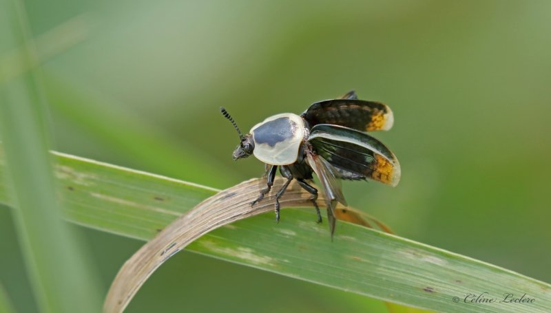 Silphe d'Amrique Y3A8692 - American Carrion Beetle