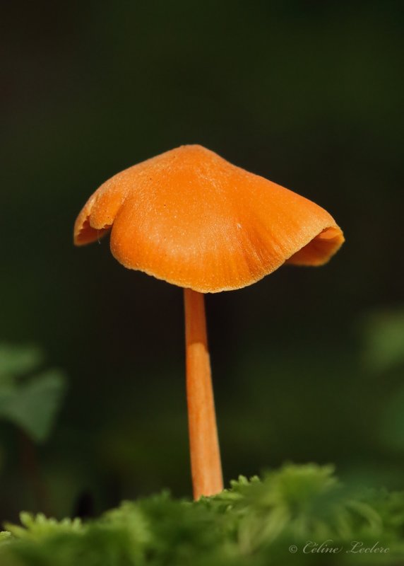 Champignon Y3A7434 - Mushroom