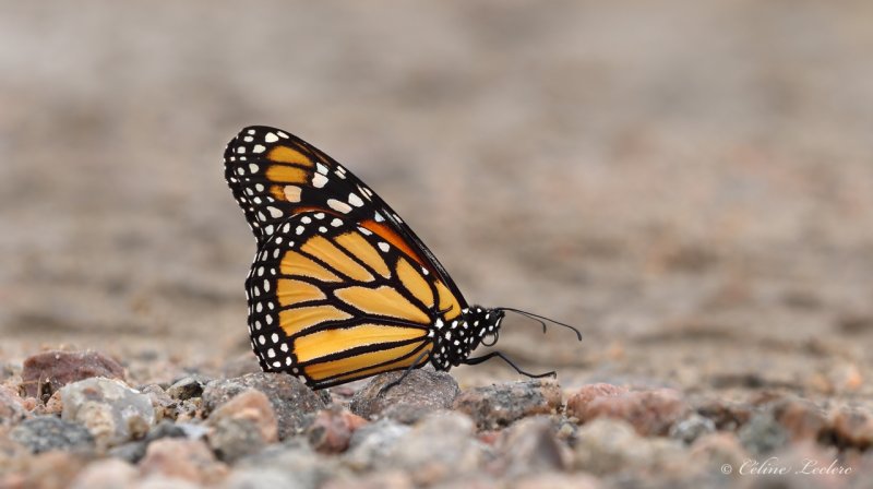 Papillon Monarque Y3A8027 - Monarch