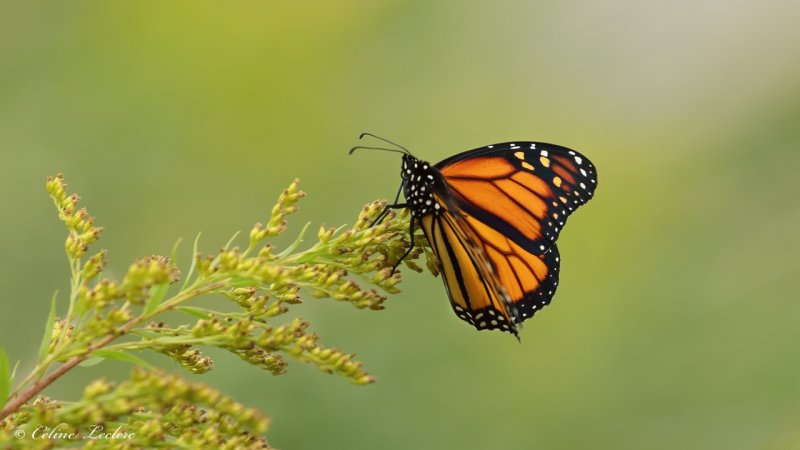 Papillon Monarque Y3A8021 - Monarch