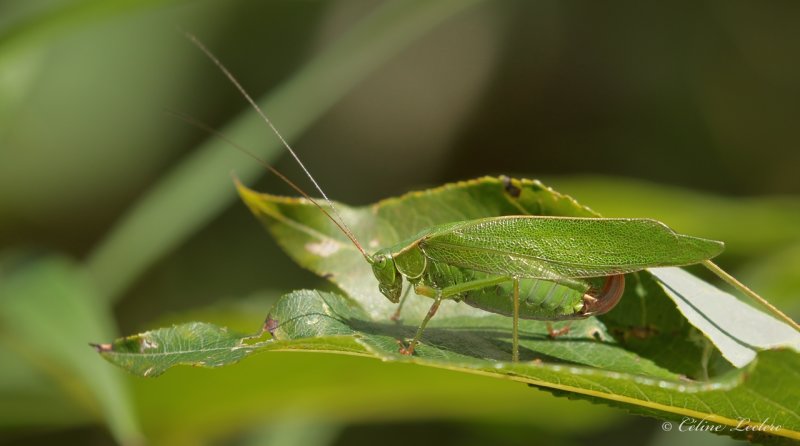 Scuddrie  ailes larges Y3A8998 - Broad-winged Bush Katydid