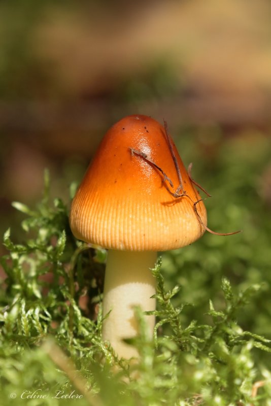 Champignon Y3A9248 - Mushroom