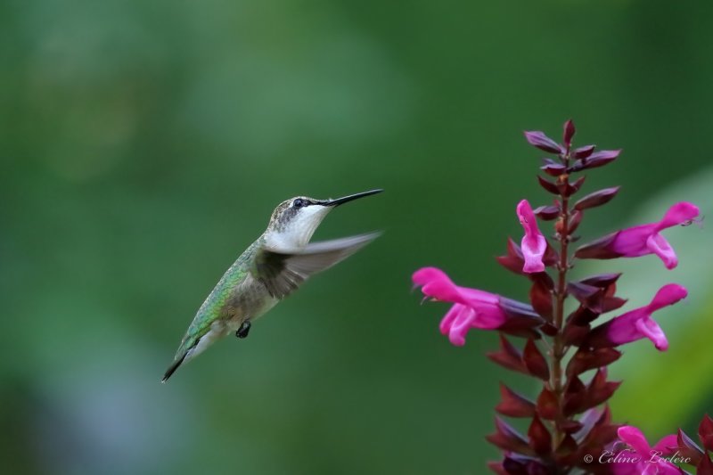 Colibri  gorge rubis Y3A9776 - Ruby-throated Hummingbird